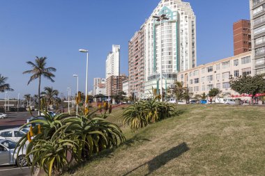  Şehir Siluetine Karşı Çim Verge ve Aloe Bitkiler