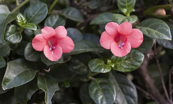 Små fina rosa blommor växer i en häck — Stockfoto