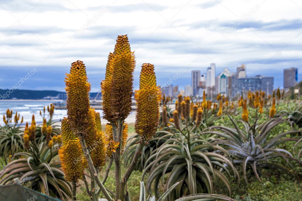 Beautiful Aloes Growing on Dunes of Durban Shoreline — Stock Photo