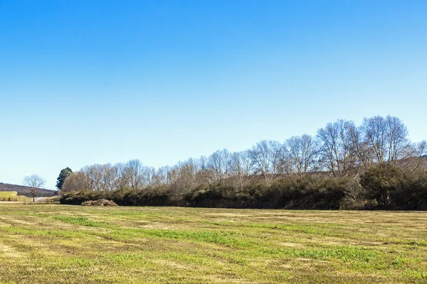 Tree fodrade gräsmark ängen och blå himmel landskap — Stockfoto