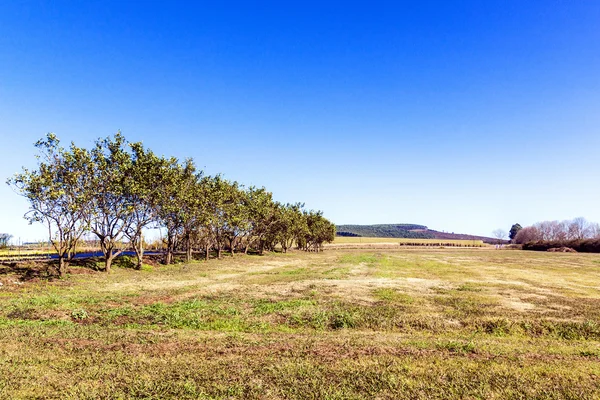 Invierno seco arbolado rural prado de pastizales — Foto de Stock