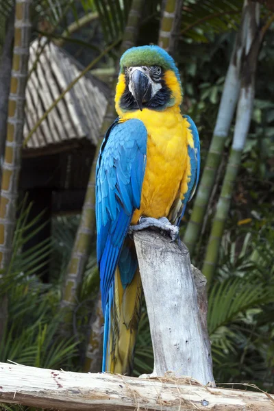 Papuga Ara niebieski i żółty, siedzący na gałęzi — Zdjęcie stockowe