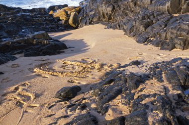Siyah kaya arka tarafından çevrili sahil kumu 