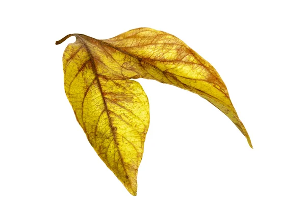 Dvou konjunkci podzim barevný Ieaves izolovaných na bílém 2 — Stock fotografie