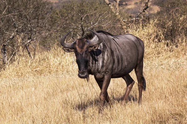 Singolo Wildebeest selvaggio in inverno Paesaggio sudafricano — Foto Stock