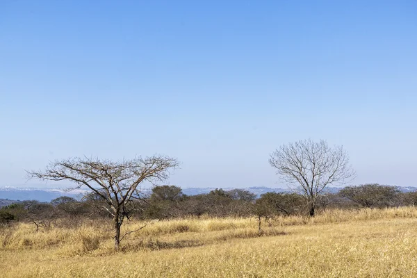 Árboles secos secos de hierba de invierno y horizonte distante — Foto de Stock