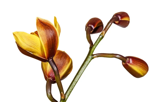 Kök beş tomurcukları üzerinde Cymbidium orkide bitki — Stok fotoğraf
