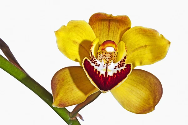 Einzelne gelbe und magenta cymbidium Orchideenblume — Stockfoto