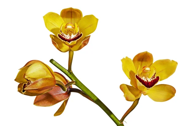 Haste de flores amarelas e magenta Cymbidium do Orchid — Fotografia de Stock
