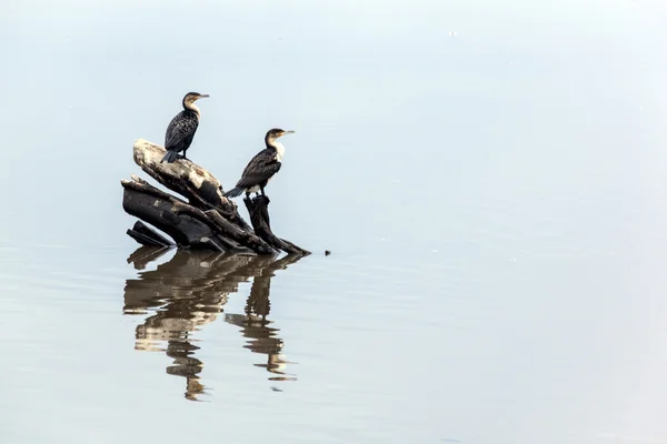 Dos pájaros comorantes y reflexiones sobre el agua — Foto de Stock