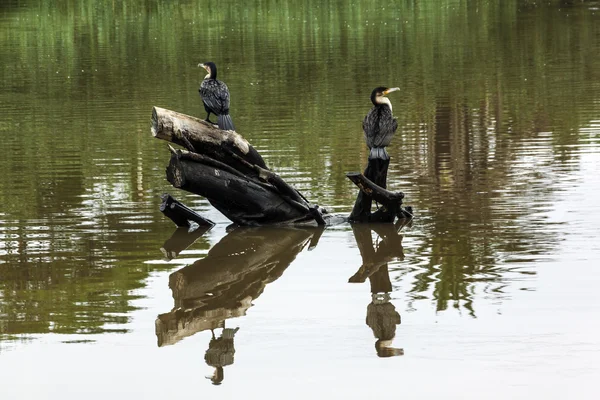 Pájaros cormoranes y reflexiones sobre la superficie del agua del río —  Fotos de Stock