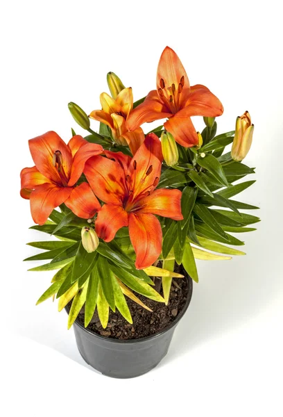 Orange Flowering Asian Lilies in Black Pot — Stock Photo, Image