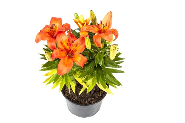 Bright Orange Asian Lily Plant on White Background — Stock Photo, Image