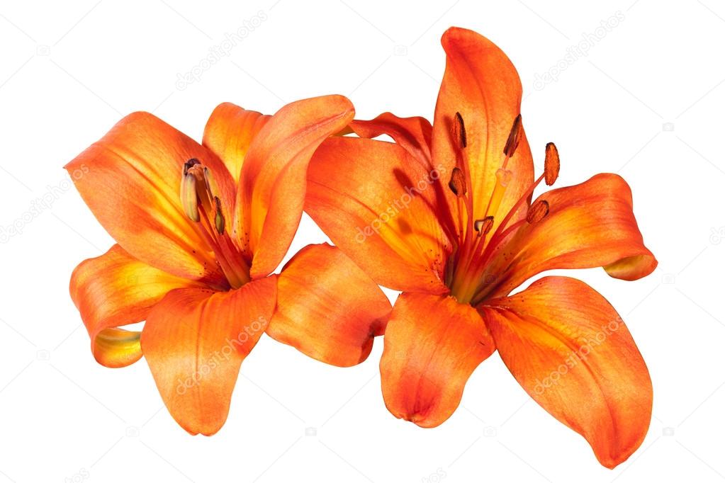 Two Isolated Bright Orange Asian Lily Flowers on White