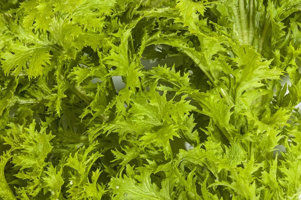 Close up de folhas de plantas de mostarda verde — Fotografia de Stock