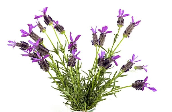 Bunch of Purple Lavender Flowers with Green Leaves — Stock Photo, Image