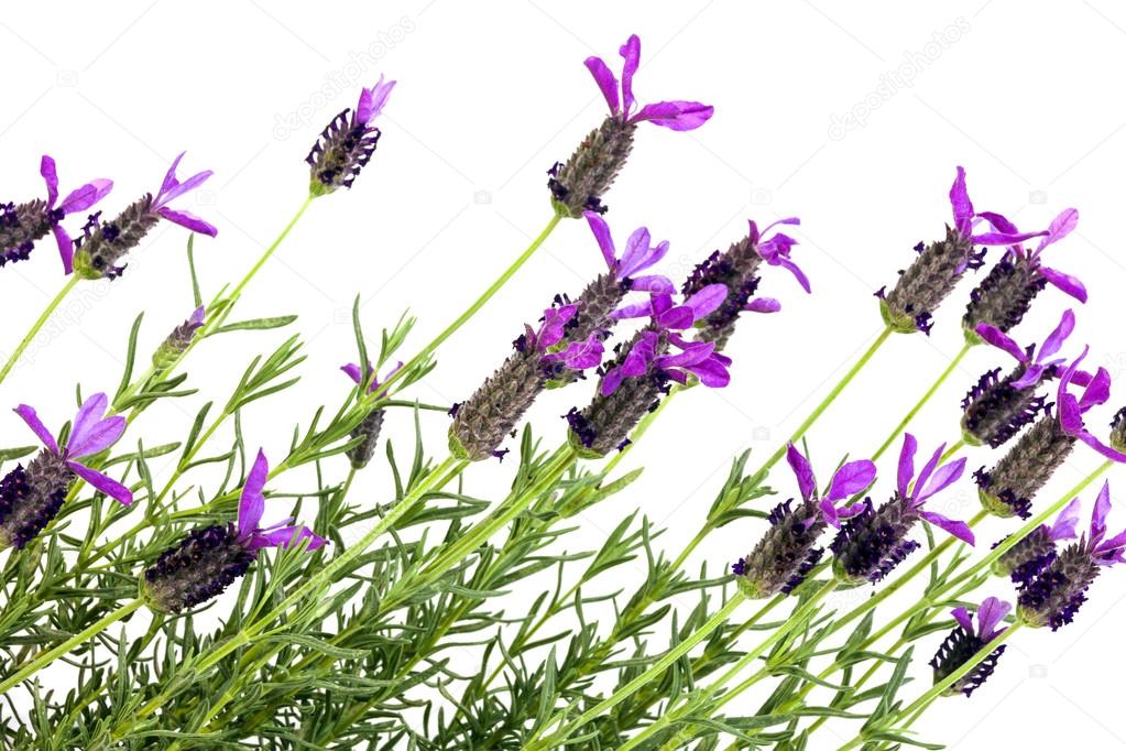 Looking up at Purple and Green Lavender Plants on White — Stock Photo