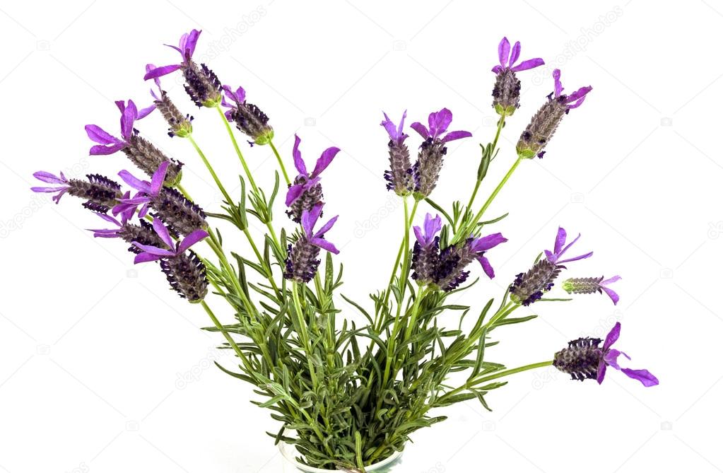 Bunch of Purple Lavender Flowers with Green Leaves