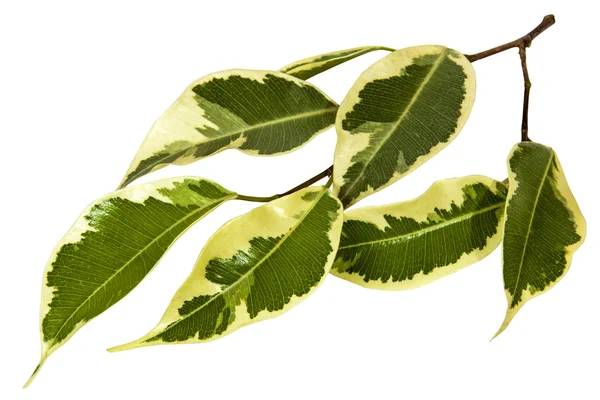 緑と白の多彩なブーゲンビリアの小さな小枝の葉します。 — ストック写真