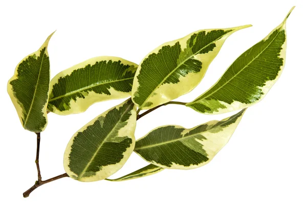 多彩なブーゲンビリアの小枝は緑と白の葉します。 — ストック写真
