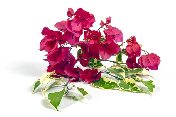 Stelo di Bougainvillea rosa scuro Fiori con foglie variegate — Foto Stock