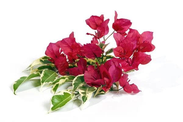 Ljusa rosa Bougainvillea blommor med brokiga blad — Stockfoto