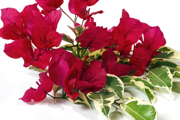 Dunkelrosa Bougainvillea-Blüten mit bunten Blättern — Stockfoto