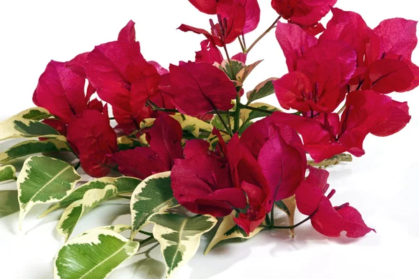 Fermer Bougainvilliers roses Fleurs aux feuilles panachées — Photo