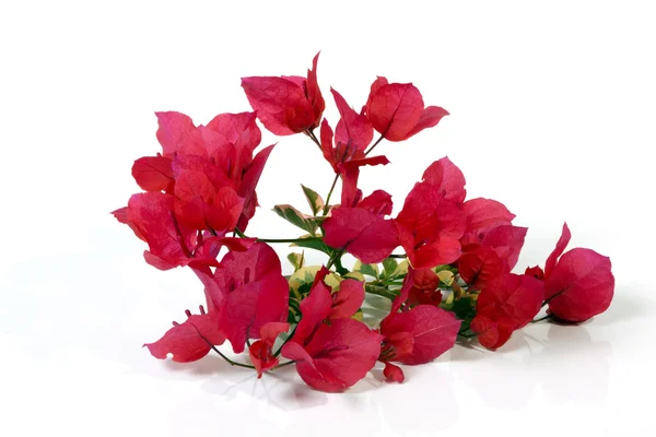 Studio Shot Stem of Dark Pink Bougainvillea Flowers — Stock Photo, Image