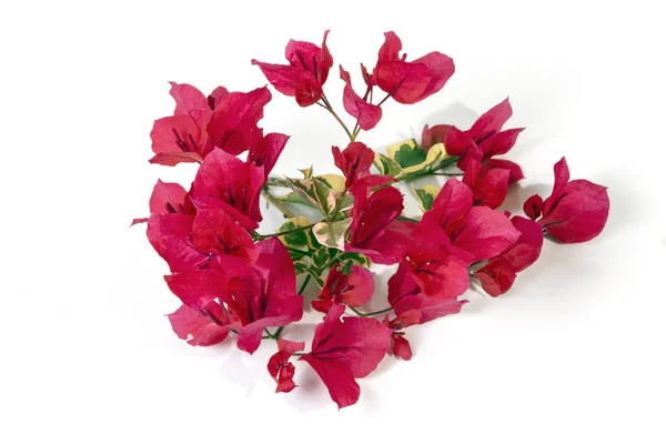 Roz Bougainvillea Flori cu frunze variate pe spate alb — Fotografie, imagine de stoc