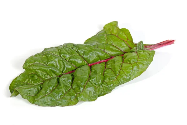 Single Leaf of Swiss Chard Spinach with Red Stem — Stock Photo, Image