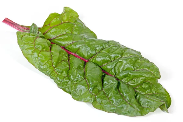 Single Green Leaf of Swiss Chard Spinach with Red Stem — Stock Photo, Image