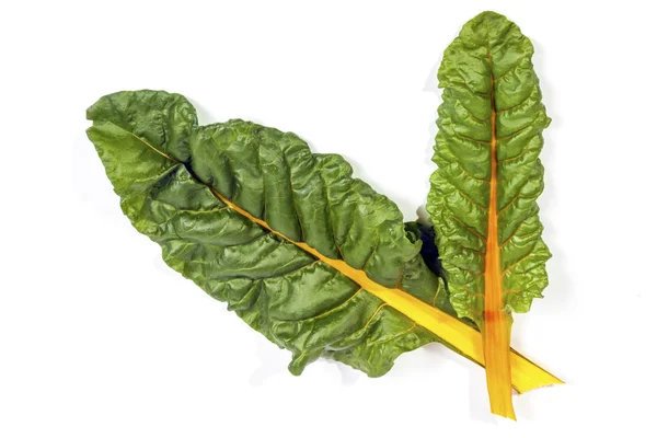 Two Green Leaves of Swiss Chard  With Yellow Stem — Stock Photo, Image