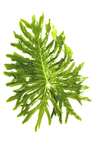Philodendron의 보기 위의 녹색 잎 패턴 및 질감 — 스톡 사진