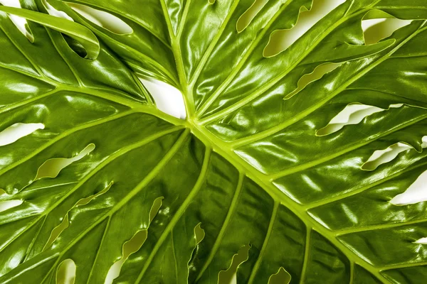 Vue latérale droite des détails de la feuille de plante Philodendron — Photo