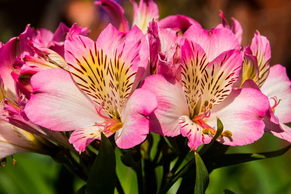 庭で成長しているピンクのアルストロメリアの終わり — ストック写真