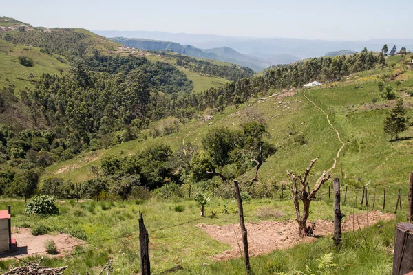 Träd Och Vegetation Som Växer Lantlig Dal Kwazulu Natal — Stockfoto