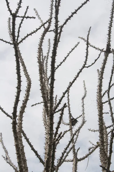 Épine Sans Feuilles Contre Ciel Gris Nuageux — Photo