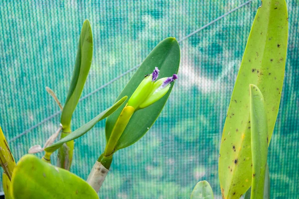 Orquídea Cattleya Broto Sobre Abrir — Fotografia de Stock