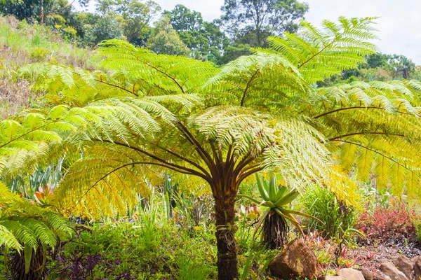 Sunlight Reflecting Leaves Giant Tree Fern — Stock Photo, Image