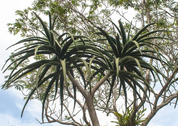 Planta Suculenta Alta Tipo Aloés Com Céu Nublado — Fotografia de Stock