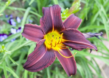 Günün koyu morumsu çiçeği, sarı merkezli zambak.