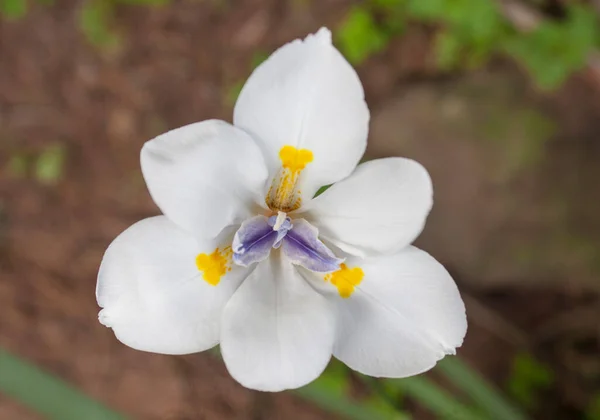 Closeup White Iris Flower Yellow Blue Centre — Stock Photo, Image