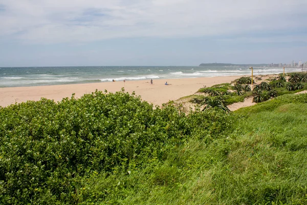 人口の少ないビーチの砂丘で栽培されている植生 — ストック写真