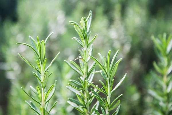 Sprigs Rosemary Growing Organic Garden Setting — Stock Photo, Image