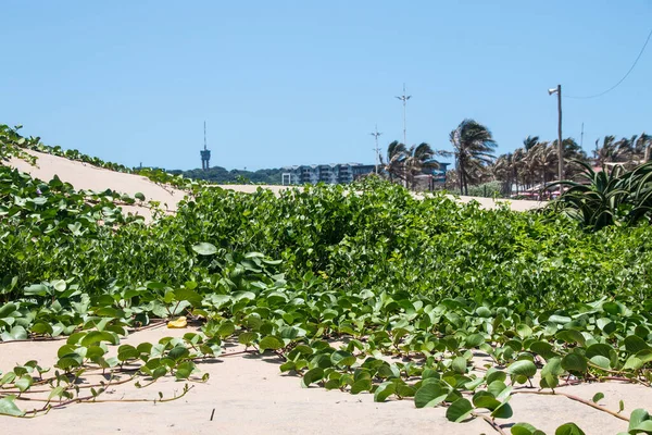 Plantas Que Crecen Dunas Con Acantilado Fondo Durban Sudáfrica — Foto de Stock