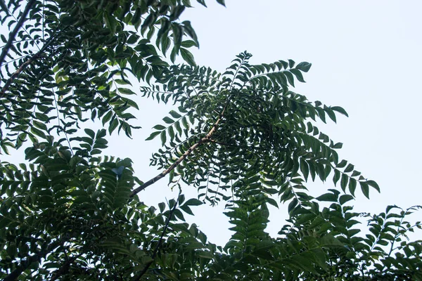 Upward view of branches and leaves of curry leaf tree