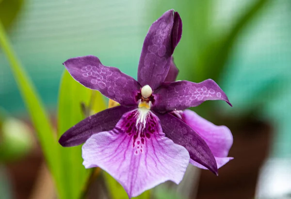 Spektrad Lila Blomma Miltonia Orkidé — Stockfoto