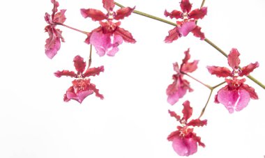 Zarif, pembe oncidium orkide çiçekleri.