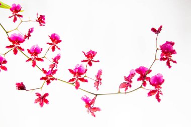 Zarif, pembe oncidium orkide çiçekleri.